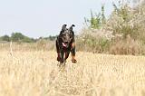 BEAUCERON 234